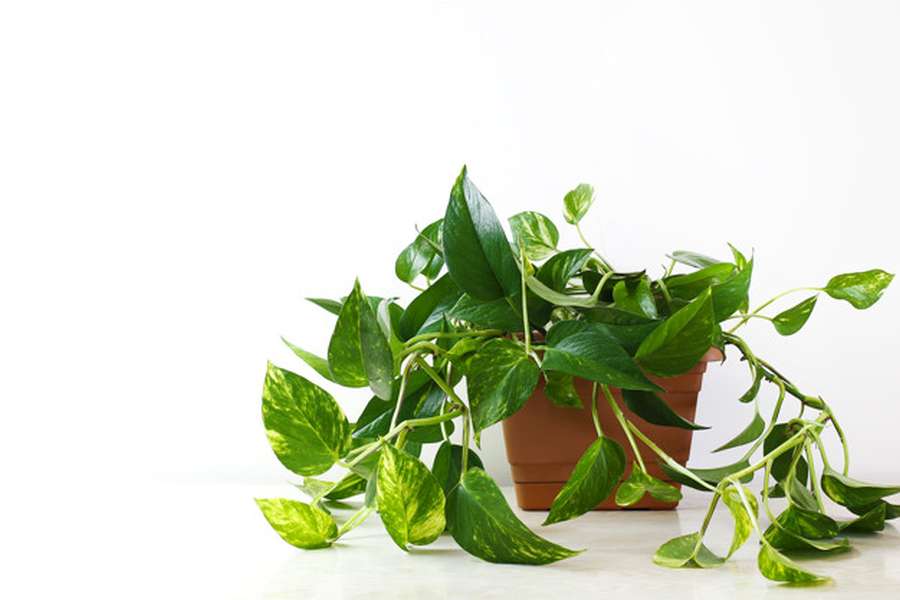 Golden Pothos