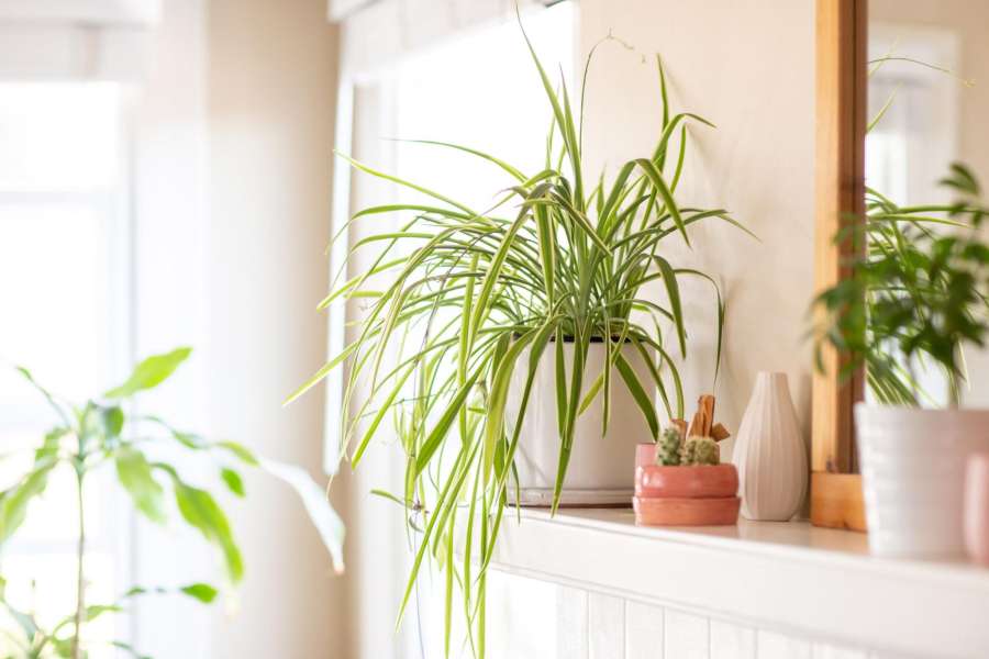 Spider Plants