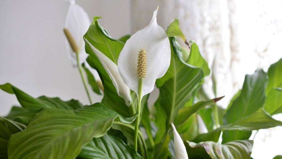 Peace Lily