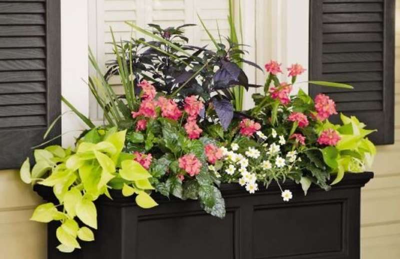 Add Colorful Container Gardens | Sutherlands Blog