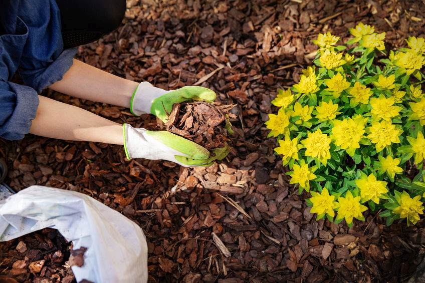 Mulching around flowers