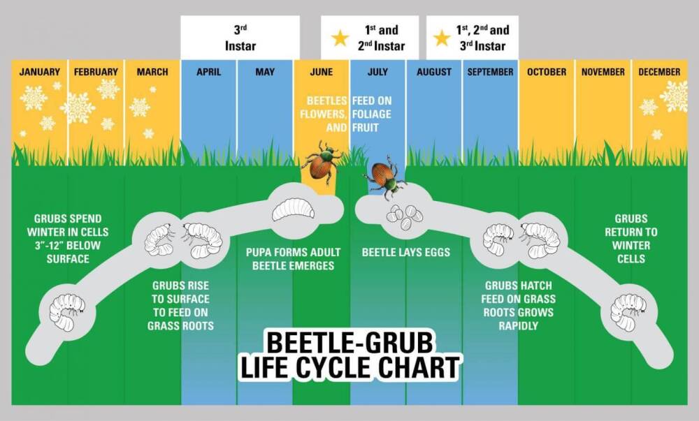 Fighting For Your Garden Against The Japanese Beetle Attack ...