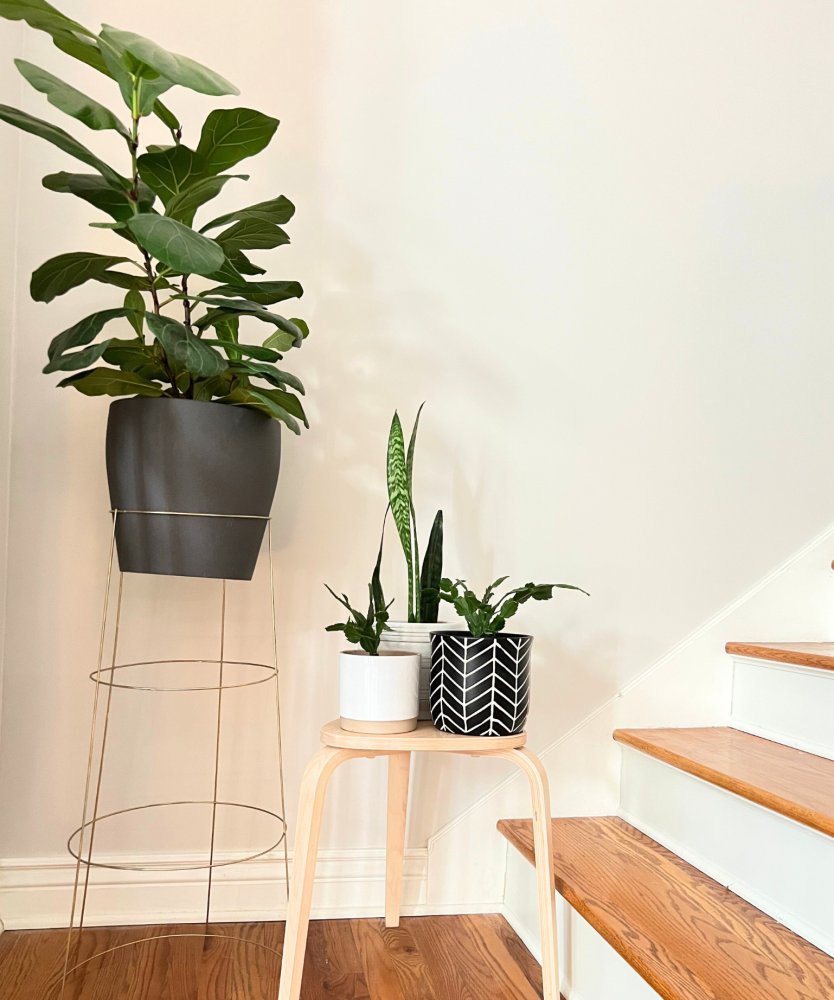 Tomato Cage Plant Stand Sutherlands Blog