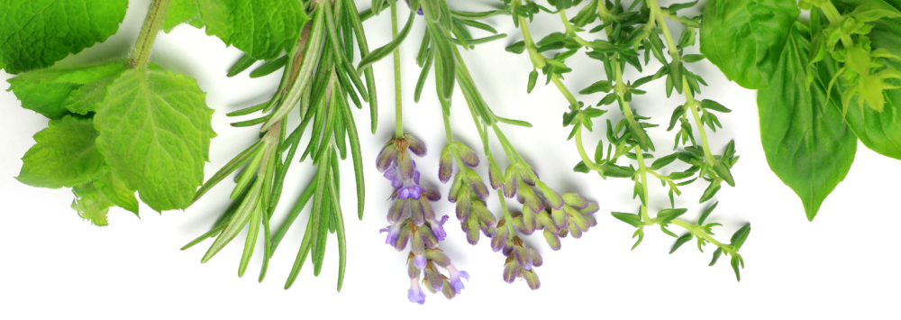 Growing herbs in water