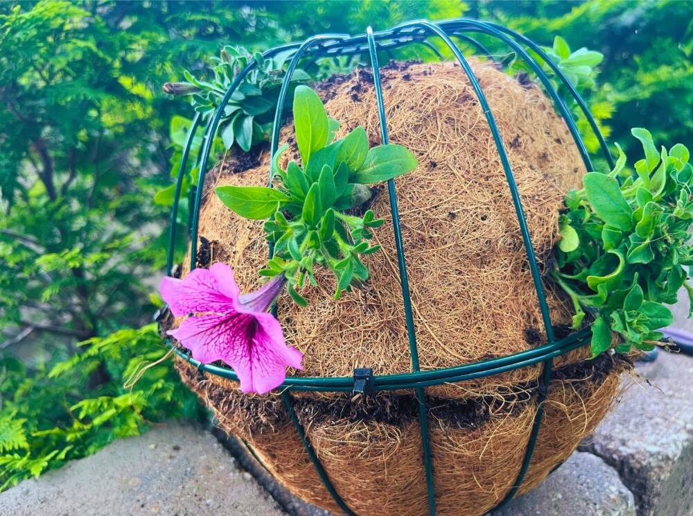 How to Make a Hanging Basket Sphere Sutherlands Blog