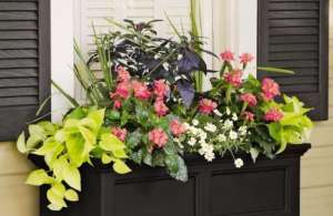 Photo: Add Colorful Container Gardens