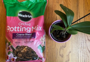 Photo: Basic for Orchid Transplanitng