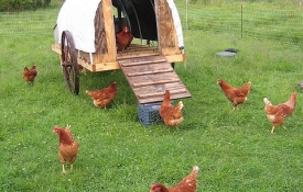 Photo: How to Get Started Raising Your Backyard Chickens