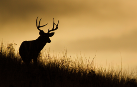 Photo: 5 Tips to Deer Hunting