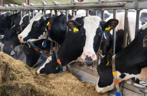 Keep your animals fed with farm and ranch feed from Sutherlands.