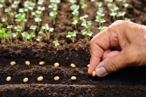 Get flower and vegetable seeds for your garden from Sutherlands.