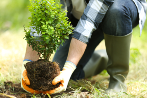 Get trees and shrubs for your yard, including fruit trees, from Sutherlands.