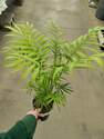 4.5-Inch Neanthe Bella Palm