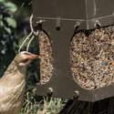 ALL SEASONS FEEDERS® 765665990195 