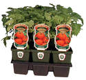 3-1/2-Inch Vegetable Plant, Assorted
