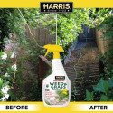 HARRIS® PFHCALSEAWEED32 