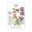 Lambada Bee Balm Seeds