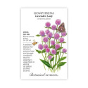 Lavender Lady Gomphrena Seeds