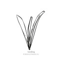 Botanical Interests® 1333 