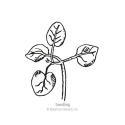 Botanical Interests® 1061 