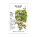 Lacy Phacelia Cover Crop Seed