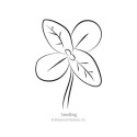Botanical Interests® 1355 