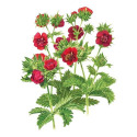 Botanical Interests® 1046 