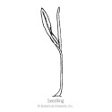 Botanical Interests® 3148 