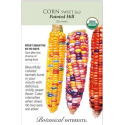 Painted Hill Multicolor Sweet Corn Organic