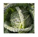 1.19-Quart Savoy Cabbage