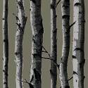 20.5-Inch X 18-Foot Roll Birch Tree Peel And Stick Wallpaper