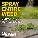 Spruce™ TOPGZEV30042 