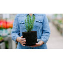Smart Pot PH10001 