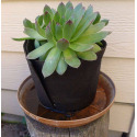 Smart Pot PH00001 