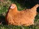 Buff Orpington Started Pullet