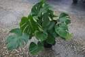 Philodendron Monstera 10-Inch