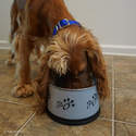 Coastal Pet Products 88470 G/B30 