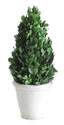 4-Inch Round X 11-Inch Preserved Boxwood Cone Topiary In Clay Pot