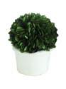 4-Inch Round X 5-Inch Preserved Boxwood Topiary Half Ball In White Clay Pot