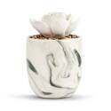 3-Inch X 3-Inch X 4-1/2-Inch, White Marble, Earthenware And Stone Succulent Oil Diffuser