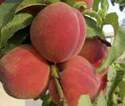 5-Gallon Yellow Scarlet Prince Peach Tree