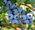 #1 Blueray Blueberry Bush