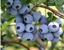 1-Gallon Duke Blueberry