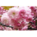 #3 Flowering Kwanzan Cherry