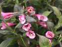 Dark Horse Weigela