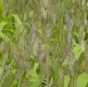 Inland Sea Oats