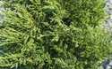 Compact Andorra Juniper