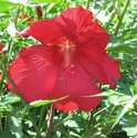 Lord Baltimore Hardy Hibiscus