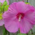 Garden Shop Pink Hardy Hibiscus