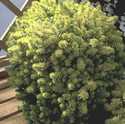 Angelina Sedum